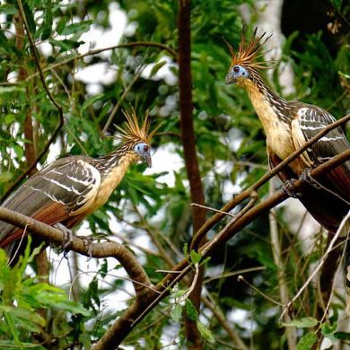 Bolivian Amazon and Rainforest Tours