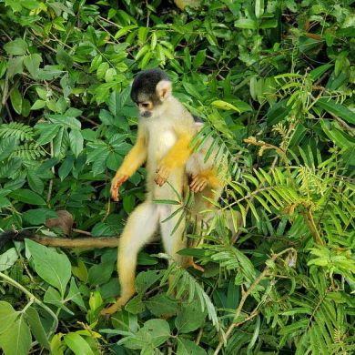 Bolivian Rainforest Wildlife