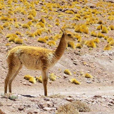 Bolivian Wildlife