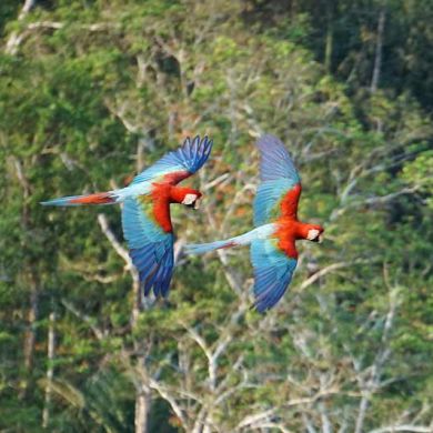 Macaws Bolivian Rainforest