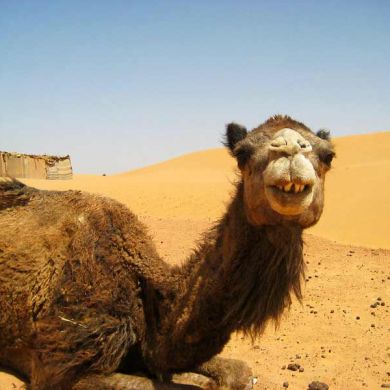 Sahara Desert Camel Rides Morocco