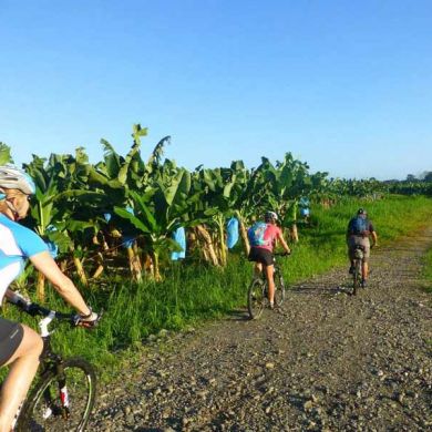 Costa Rica Cycling Trips Banana Plantations