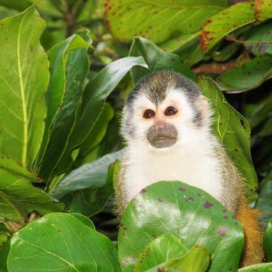 Costa Rica Squirrel Monkey Wildlife Vacations