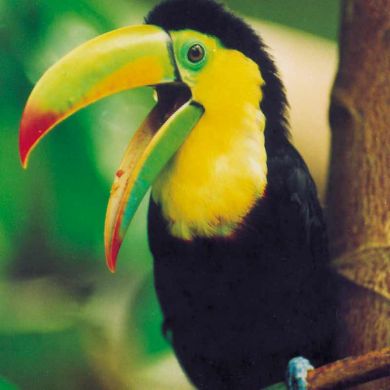 Costa Rica Wildlife Tours