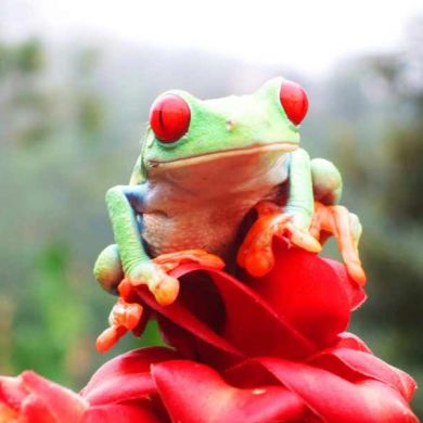 Costa Rica top family vacation destinations for wildlife