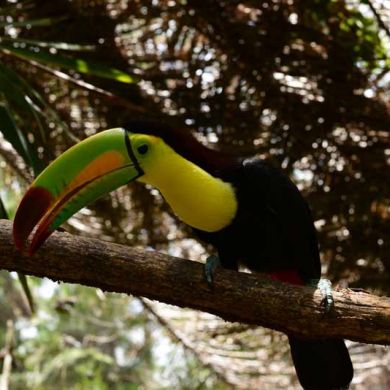 Wildlife Belize Adventure Travel Trips