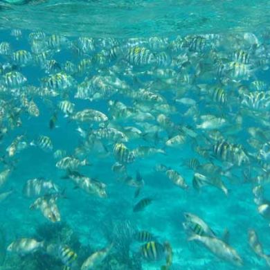 Belize Barrier Reef Snorkeling Tours