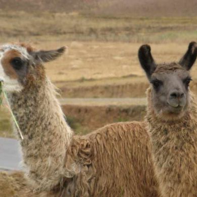 Alpacas Peru