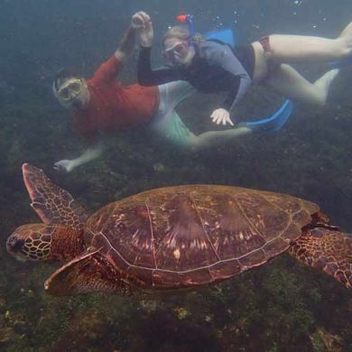 Sea Turtles Galapagos Islands