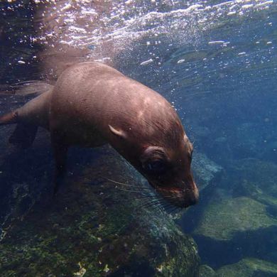 Snorkelling Tours Galapagos Islands