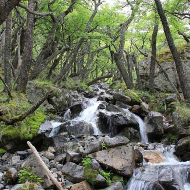 Argentina Patagonia Forest