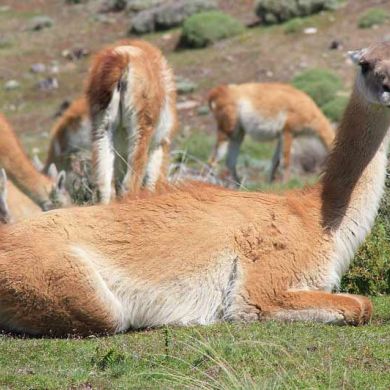 Guancos Chile Patagonia Wildlife