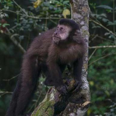 Monkey Iguazu Falls