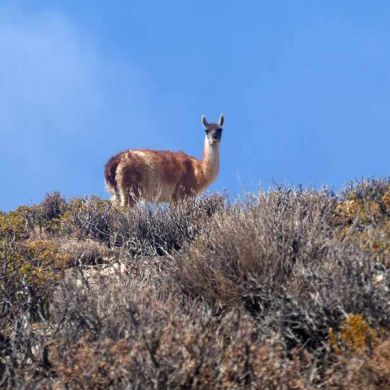 Wildlife Salta Argentina 