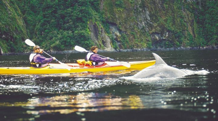 Group Kayaking With Dolphins