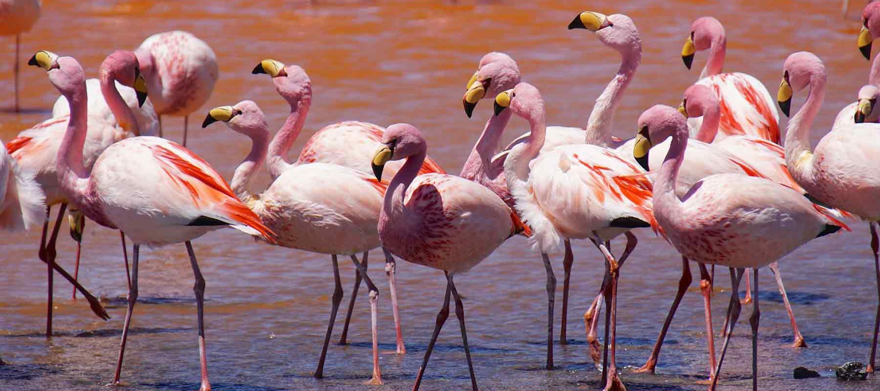 Groups of Flamingos In Bolivia