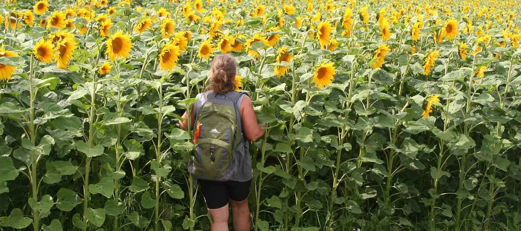 Hiking Through Romanian fields