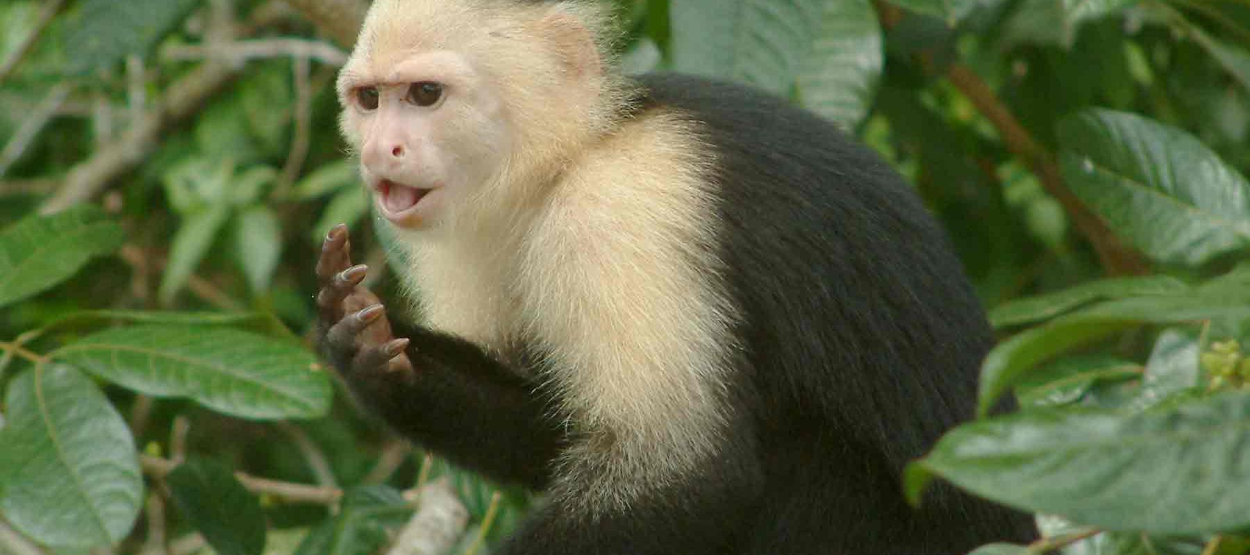 Monkey in Panamanian Rainforest Boquete