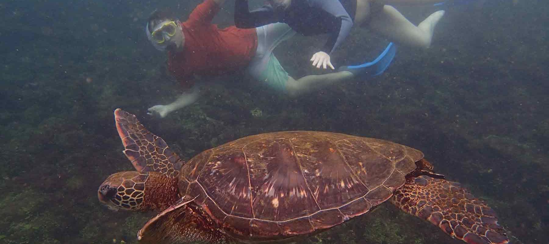 Galapagos Islands Snorkeling with tortoise