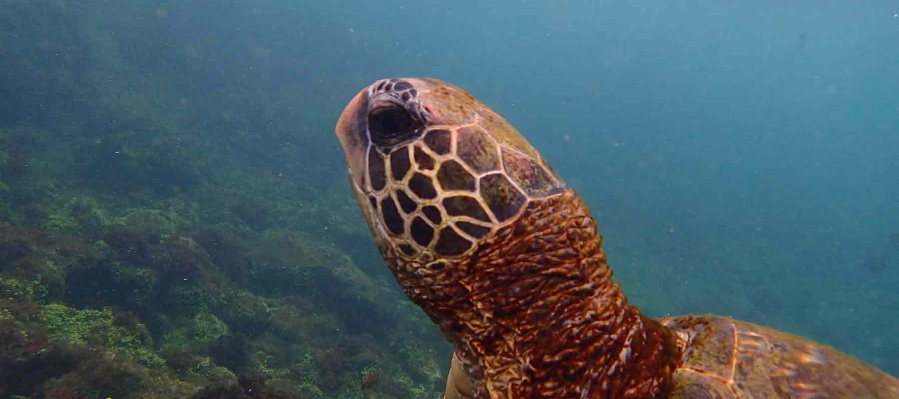 Best Snorkel Trips Galapagos Islands
