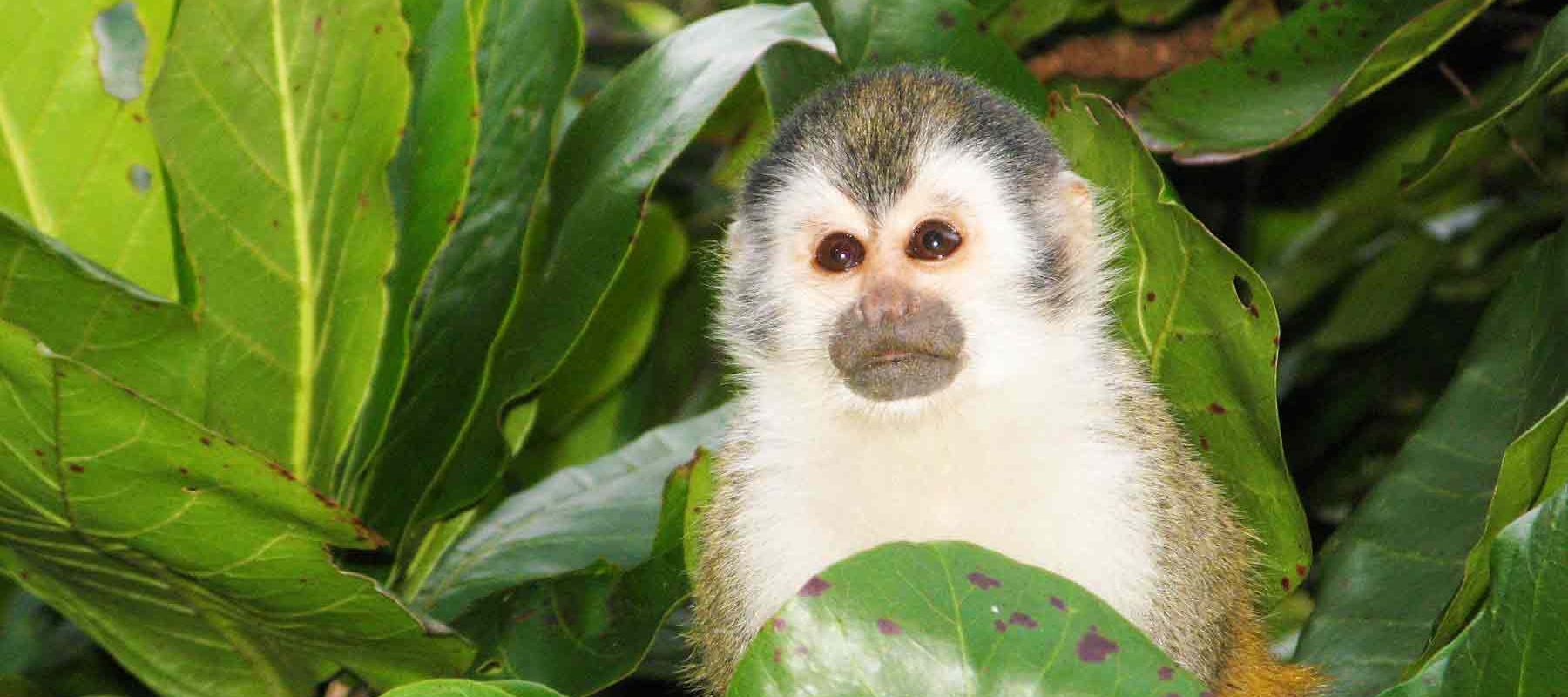 Costa Rica Wildlife Squirrel Monkey