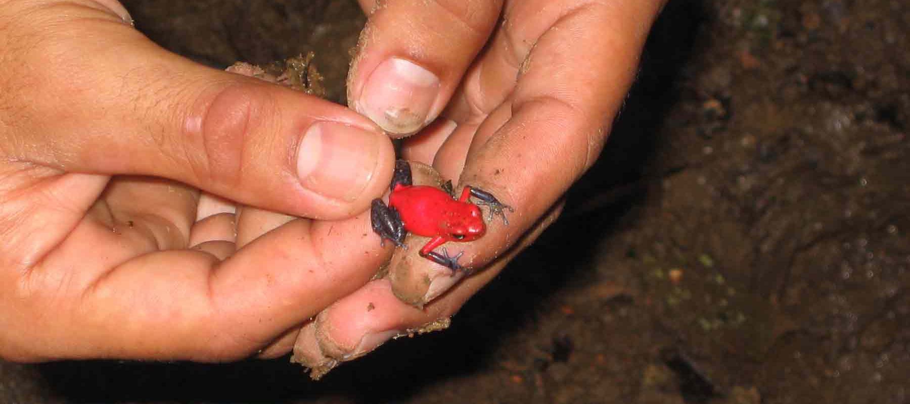 Traveler holding a Tropical Frog