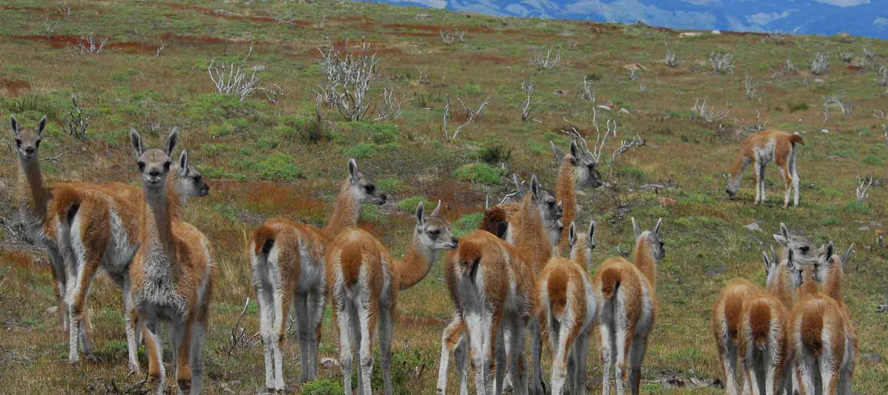 wildlife In Torres del Paine Chile